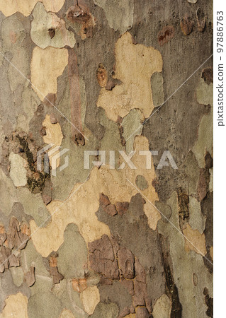 London plane 97886763