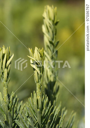 Plum yew Fastigiata Plum yew Fastigiata 97886767