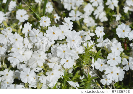 White Creeping Phlox White Creeping Phlox 97886768