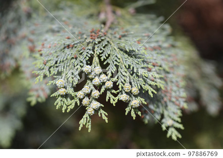 Lawsons Cypress Triomf van Boskoop Lawsons Cypress Triomf van Boskoop 97886769