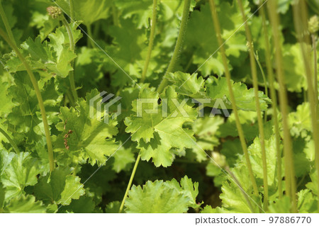 Coral Bells Apple Crisp 97886770