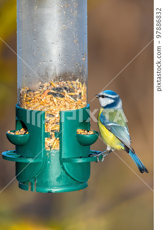 Eurasian blue tit on bird feeder, Czech Republic Eurasian blue tit on bird feeder, Czech Republic 97886832
