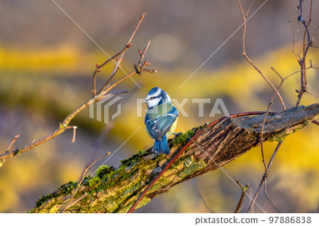 Eurasian blue tit in the nature, Czech Republic 97886838