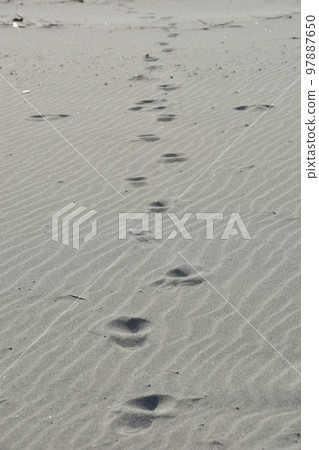 Footprints on the beach in winter 97887650