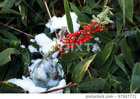 綠竹和白雪上有紅色漿果的植物 97887772