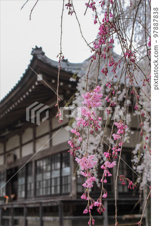 Weeping cherry blossoms in full bloom at Seiunji Temple in Chichibu City, Saitama Prefecture Weeping cherry blossoms in full bloom at Seiunji Temple in Chichibu City, Saitama Prefecture 97887838