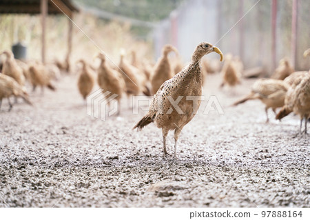 Many female common pheasants on the bird breeding farm. All birds are wearing plastic beak attachments to prevent feather pecking and fights. 97888164