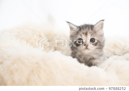 Maine coon kitten sticking out of fluffy bed Maine coon kitten sticking out of fluffy bed 97888252