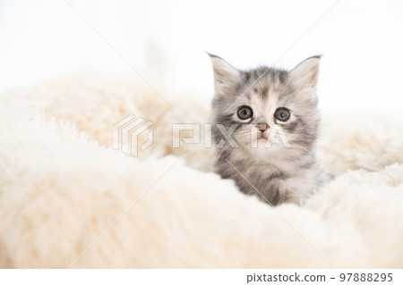 Maine coon kitten sticking out of fluffy bed Maine coon kitten sticking out of fluffy bed 97888295