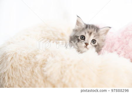 Maine coon kitten sticking out of fluffy bed Maine coon kitten sticking out of fluffy bed 97888296