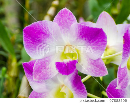 用微距鏡頭拍攝的蘭花的美麗表情 用微距鏡頭拍攝的蘭花的美麗表情 97888306