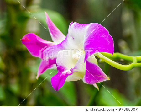 用微距鏡頭拍攝的蘭花的美麗表情 97888307