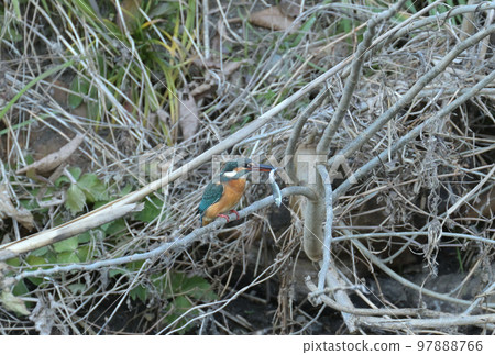 翠鳥抓到了小魚 97888766