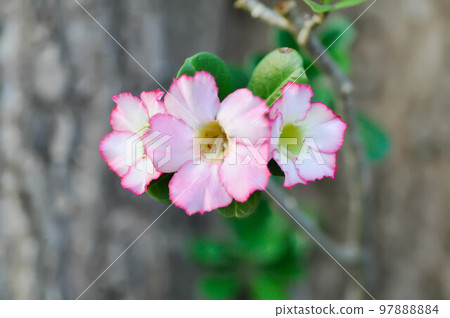 pink bignonia or desert rose , Impala lily or adenium obesum flower pink bignonia or desert rose , Impala lily or adenium obesum flower 97888884