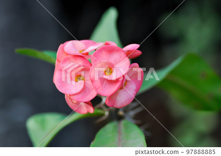 Christ Thorn,Euphorbia milii flower or pink flower Christ Thorn,Euphorbia milii flower or pink flower 97888885