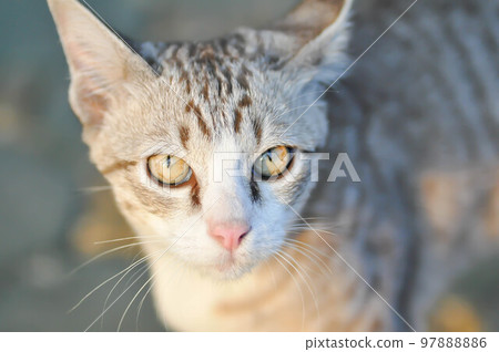 cat or grey cat, Felis catus or Felis catus domestica cat or grey cat, Felis catus or Felis catus domestica 97888886