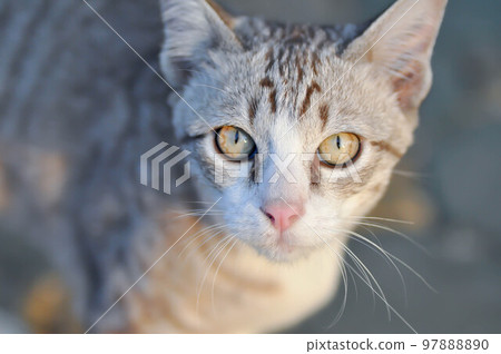 cat or grey cat, Felis catus or Felis catus domestica cat or grey cat, Felis catus or Felis catus domestica 97888890
