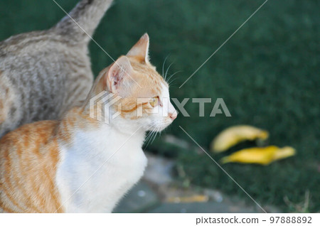 cat or brown cat, Felis catus or Felis catus domestica 97888892