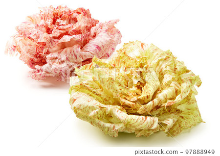 意大利名貴蔬菜Castelfranco 意大利名貴蔬菜Castelfranco 97888949