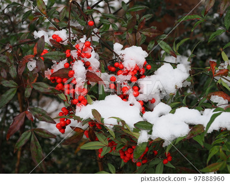 與雪的南部的天空 97888960