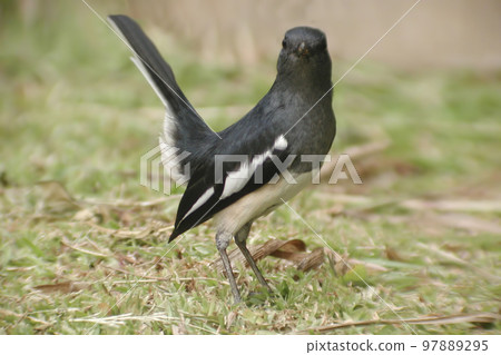 Oriental Magpie-Robin, Copsychus saularis, with tail cocked Oriental Magpie-Robin, Copsychus saularis, with tail cocked 97889295