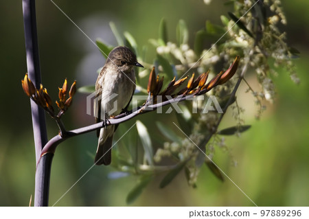 Spotted Flycatcher, Muscicapa striata, on flowering branch 97889296