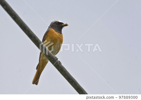 Male Common Redstart, Phoenicurus phoenicurus, perched 97889300
