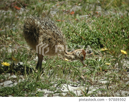 View of Ostrich chick, Struthio camelus, from South Africa View of Ostrich chick, Struthio camelus, from South Africa 97889302