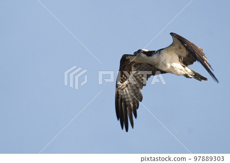 Osprey, Pandion haliaetus, flying 97889303