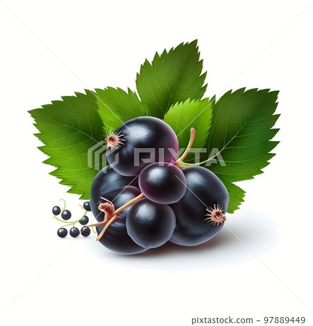 Black currant isolated on white background Black currant isolated on white background 97889449