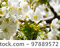 Flying bee collecting pollen. 97889572
