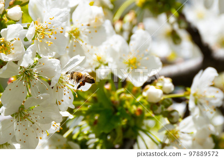 Flying bee collecting pollen. 97889572