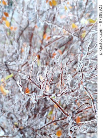 Branches of bush covered with ice after rain in frost in winter close-up. Frozen plants. After icy rain. Freezing rain. Winter, wintry, cold, ice, icy, frosty. A natural phenomenon. Natural background Branches of bush covered with ice after rain in frost in winter close-up. Frozen plants. After icy rain. Freezing rain. Winter, wintry, cold, ice, icy, frosty. A natural phenomenon. Natural background 97889923
