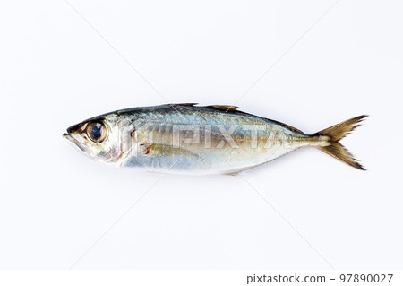 Horse mackerel (Japanese horse mackerel) 97890027