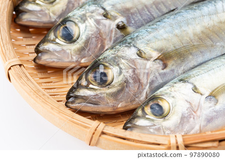 竹莢魚（日本竹莢魚） 97890080