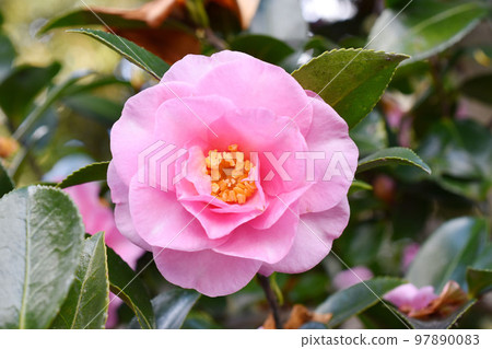 粉紅色的茶梅特寫 粉紅色的茶梅特寫 97890083