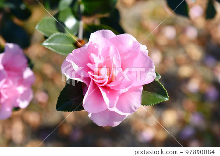 Sasanqua花 97890084