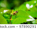 Bee on a green leaf. 97890291
