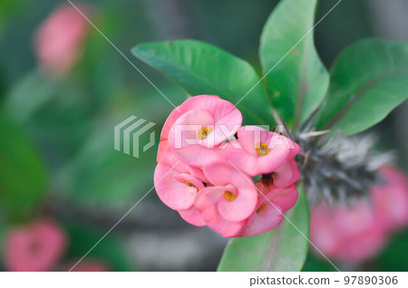 Christ Thorn,Euphorbia milii flower or pink flower Christ Thorn,Euphorbia milii flower or pink flower 97890306