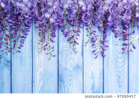 Floral wooden background with purple acacia flowers. 97890457