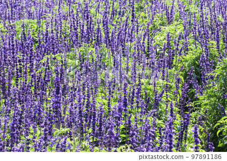 Close-up purple flowers (Sage) in the garden Close-up purple flowers (Sage) in the garden 97891186