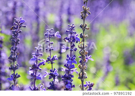 特寫鏡頭紫色花(鼠尾草)在花園裡 特寫鏡頭紫色花(鼠尾草)在花園裡 97891192