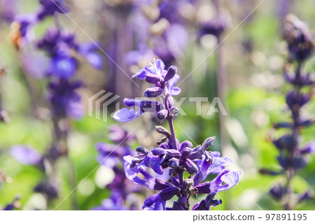 Close-up purple flowers (Sage) in the garden Close-up purple flowers (Sage) in the garden 97891195