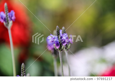 Close-up purple flowers (Sage) in the garden Close-up purple flowers (Sage) in the garden 97891217