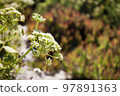 Crithmum maritimum or rock samphire or sea fennel. Edible coastal plant. Detail of the umbel inflorescence. 97891363