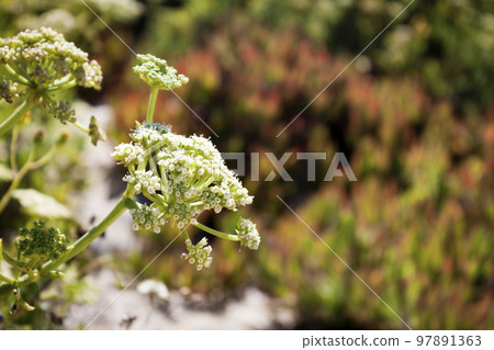 Crithmum maritimum or rock samphire or sea fennel. Edible coastal plant. Detail of the umbel inflorescence. 97891363