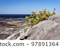 Crithmum maritimum or rock samphire or sea fennel. Edible coastal plant growing on the rocks. 97891364