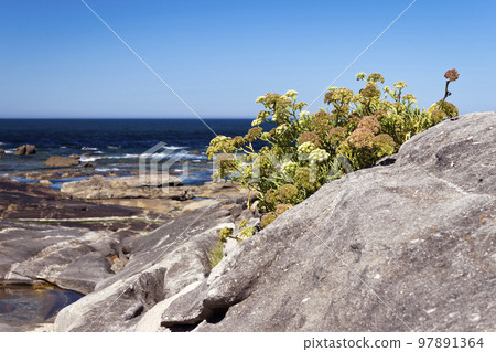Crithmum maritimum or rock samphire or sea fennel. Edible coastal plant growing on the rocks. 97891364