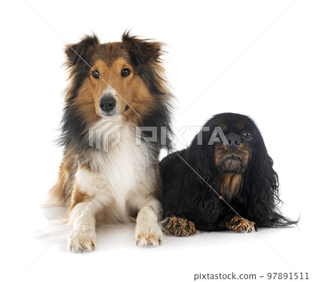 rough collie and cavalier king charles rough collie and cavalier king charles 97891511