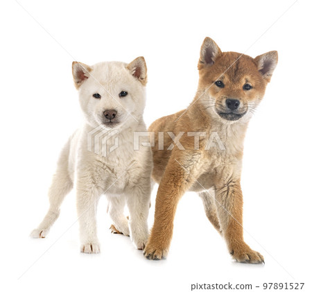 young shiba inus in studio young shiba inus in studio 97891527